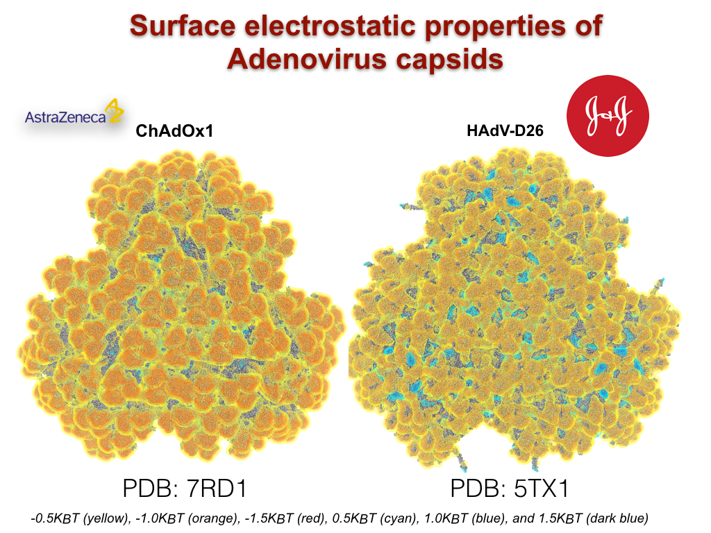 Surface electrostatic properties of adenovirus capsids.