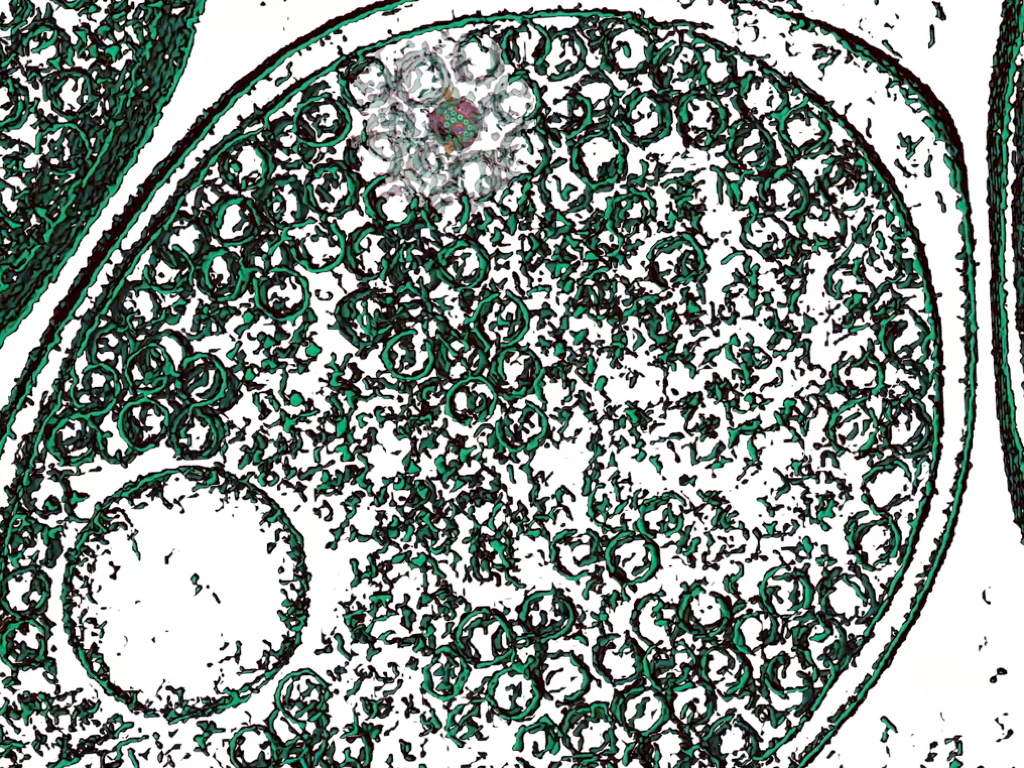 Brownian ratchet mechanisms across molecular motors.