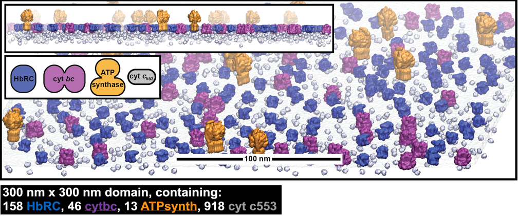 Crowded membrane energy-transfer modeling.