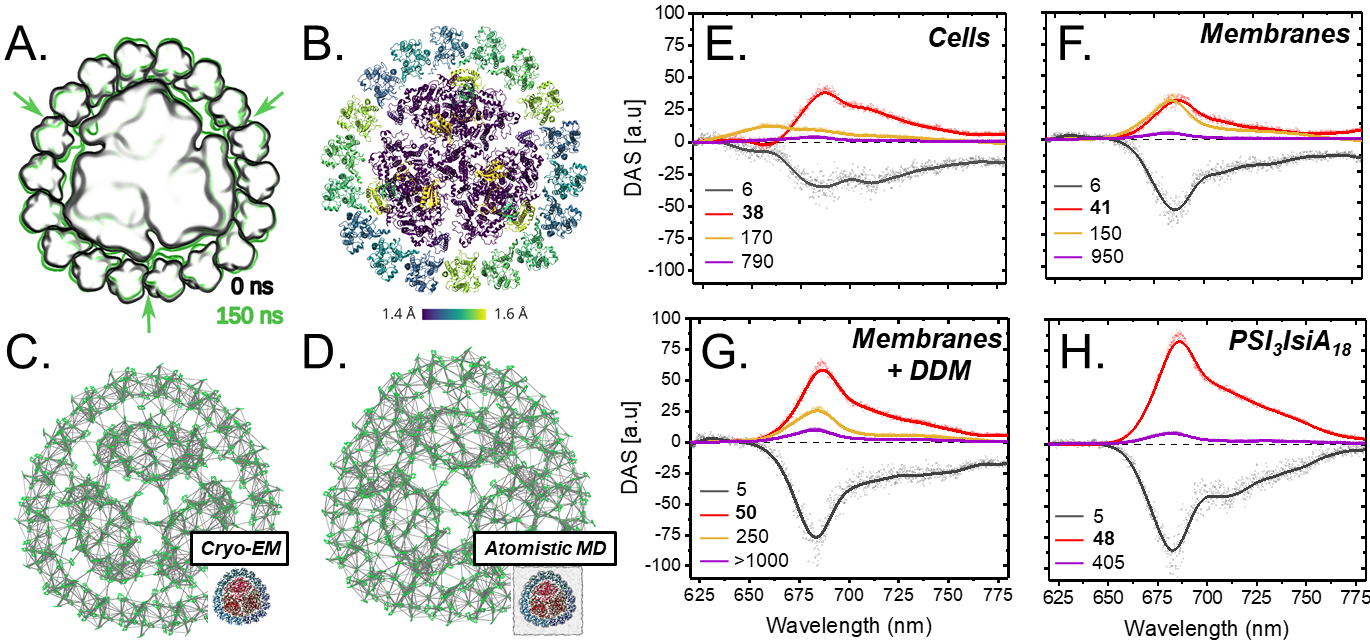 Structural Relaxation of Membrane Super complex into Native States Enhances Light Harvesting Efficiency