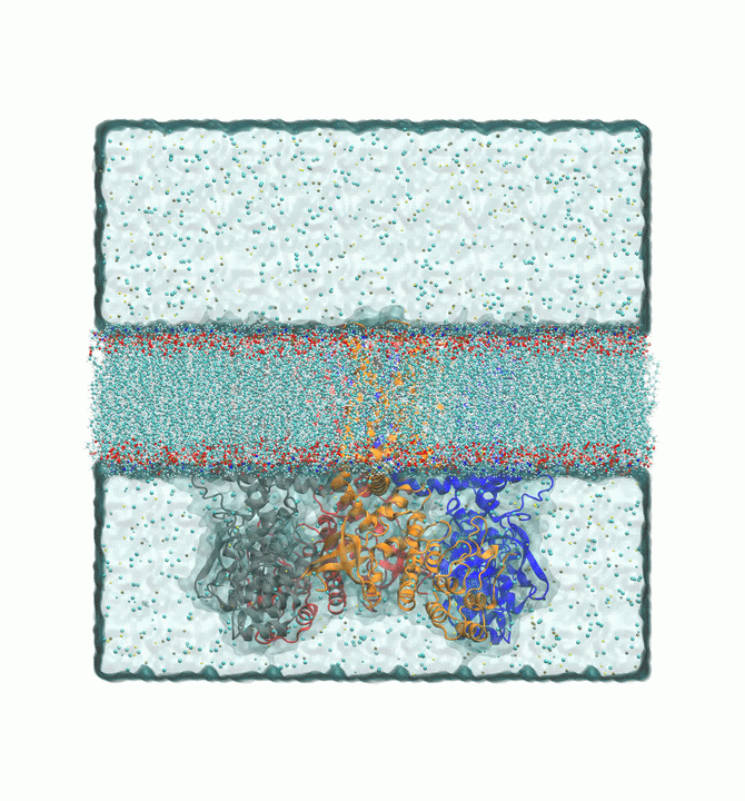 Investigation of Polymodal activity of TRPV1 ion channel.